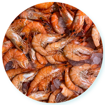 Camarones